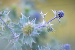 Bloemen en stekelige bladeren van blauwe zeedistel in de duinen vlakbij zee | © Ronald van Wijk Fotografie