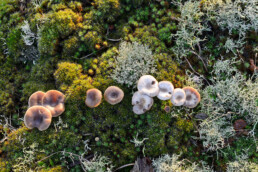 Op de verbrande duinen bij de uitkijktoren zijn veel paddenstoelen en mossen te zien | © Ronald van Wijk Fotografie