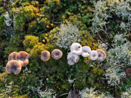 Op de verbrande duinen bij de uitkijktoren zijn veel paddenstoelen en mossen te zien | © Ronald van Wijk Fotografie