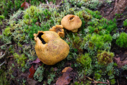 Gele aardappelbovist op een mossentapijt aan de voet van een boom in het Bergerbos | © Ronald van Wijk Fotografie