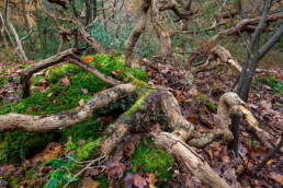 In het westelijk deel van het Bergerbos groeien vooral kleine, waaiervormige eiken op lage duintjes | © Ronald van Wijk Fotografie