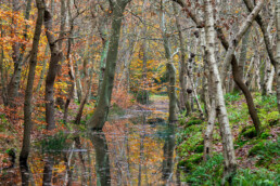 Op windstille dagen reflecteren de bomen en herfstkleuren in het water van de sloten | © Ronald van Wijk Fotografie