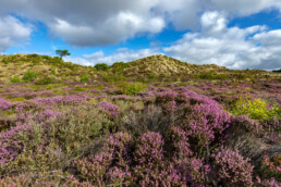 In augustus staat de heide in de Tjalkhoek volop in bloei en is het gebied op haar mooist | © Ronald van Wijk Fotografie