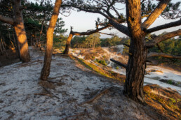 Warm licht van zonsopkomst op de Catrijper Nok; het hoogste duin van Nederland | © Ronald van Wijk Fotografie