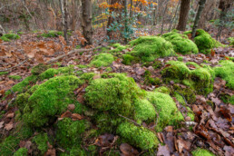 Kussentjesmos groeit heel langzaam en kan zeer oud worden. Op rustige plekken in het Bergerbos vormen ze mooie, groene tapijten | © Ronald van Wijk Fotografie