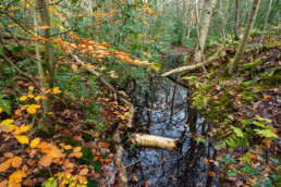 Na periodes met veel regen lopen de sloten in het Bergerbos weer vol met water | © Ronald van Wijk Fotografie