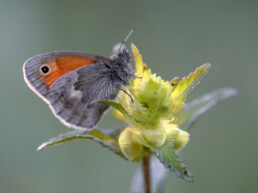 Het hooibeestje is een algemene vlinder in de bloemrijke valleien bij het Kennemermeer in IJmuiden | © Ronald van Wijk Fotografie