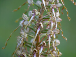 De bokkenorchis is makkelijk is te herkennen aan de karakteristieke bloemen die voorzien zijn van een lang spiraalvormig gewonden lip. | © Ronald van Wijk Fotografie