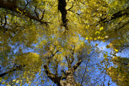 In de herfst kleuren de hoge, eeuwenoude linden bij Chateau Marquette prachtig geel | © Ronald van Wijk Fotografie
