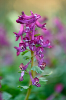 Met z'n lange paarse bloemen is vingerhelmbloem één van de sierlijkste stinsenplanten op Landgoed Marquette | © Ronald van Wijk Fotografie