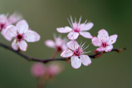Rode kerspluim bloeit al vroeg in het voorjaar, voordat het eerste blad aan de boom zit | © Ronald van Wijk Fotografie