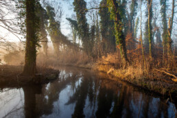 Aan de noordkant van Landgoed Marquette zijn veel bomen bedekt met een woud van klimop | © Ronald van Wijk Fotografie