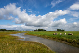 Slingerende, ondiepe duinrel en grazende schapen in de weilanden van het Zeerijdtsdijkje bij Bakkum | © Ronald van Wijk Fotografie