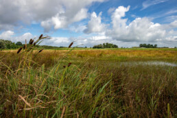 Wuivende rietstengels bij poel in het Zeerijdtsdijkje bij Bakkum | © Ronald van Wijk Fotografie