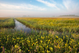 Bloeiende boterbloemen en ratelaar langs de sloot in de weilanden van het Zeerijdtsdijkje bij Bakkum | © Ronald van Wijk Fotografie